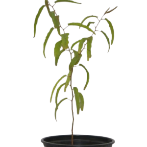 Citriodora plant