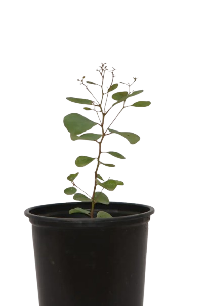 Cladocalyx plant