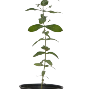 Globulus plant