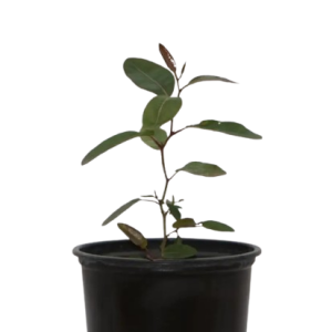 Maculata plant