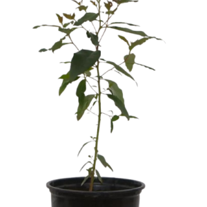 Rainbow plant