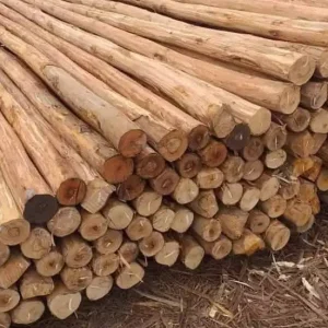 Eucalyptus Logs