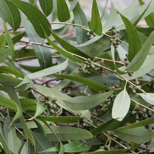 Eucalyptus Leaves
