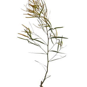 Radiata
