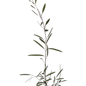 Polybractea